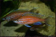 sarkans Zivs Paracyprichromis  foto