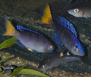 zils Zivs Sardīne Cichlid (Cyprichromis) foto