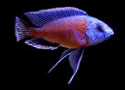 ჭრელი თევზი წითელი Finned Borleyi (Haplochromis borleyi) ფოტო