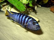 aquarium fish Elongatus Pseudotropheus elongatus striped