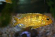 Жълт Риба Pseudotropheus Lombardoi  снимка