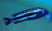 Rayas Pescado Maingano Cíclido (Melanochromis cyaneorhabdos maingano) foto