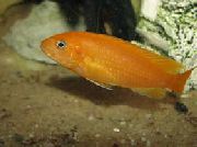 жоўты Рыба Меланохромис Ёхана (Melanochromis johanni) фота