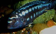 Син Риба Johanni Цихлида (Melanochromis johanni) снимка