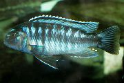 Listrado Peixe Johanni Cichlid (Melanochromis johanni) foto
