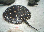 Плямистий Риба Хвостокол Хенлі (Зірчастий Скат Хенлі) (Potamotrygon henlei) фото