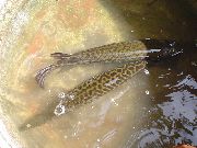 Spotted Fisk Tropisk Gar (Atractosteus tropicus) foto