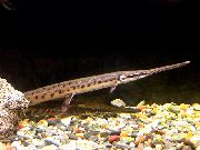 Getupft Fisch Longnose Gar (Lepisosteus osseus) foto