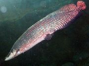 aquarium fish Pirarucu Arapaima gigas silver