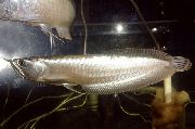 aquarium fish Silver arowana Osteoglossum bicirrhosum silver