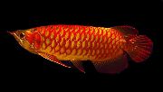 Rouge poisson Arowana Rouge Super- (Scleropages legendrei) photo