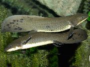 aquarium fish Australian Lungfish Neoceratodus forsteri gold