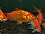ゴールド フィッシュ 金魚 (Carassius auratus) フォト