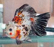 ჭრელი თევზი Goldfish (Carassius auratus) ფოტო