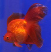 Червоний Риба Золота Рибка (Carassius auratus) фото