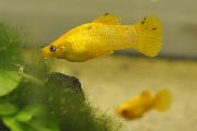ყვითელი თევზი Molly (Poecilia sphenops) ფოტო