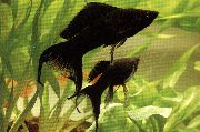 Negro Pescado Molly (Poecilia sphenops) foto