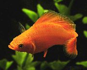 aquarium fish Molly Poecilia sphenops red