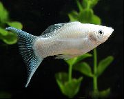 თეთრი თევზი Molly (Poecilia sphenops) ფოტო