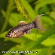 rudas Žuvis Boba (Poecilia sphenops) nuotrauka