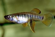 Brachyrhaphis Gestreift Fisch