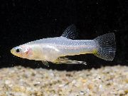 sidabras Žuvis Girardinus  nuotrauka