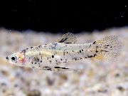 Плямистий Риба Гирардінус (Girardinus) фото