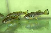 Στίγματα ψάρι Ilyodon  φωτογραφία