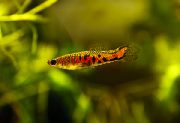 Червоний Риба Мікропецілія (Micropoecilia) фото