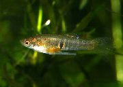 Bunt Fisch Neoheterandria  foto