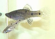 srebrna Ribe Phallichthys  fotografija