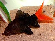 Zwart Vis Vuurstaartlabeo (Labeo bicolor) foto