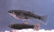 Argent poisson Poeciliopsis  photo