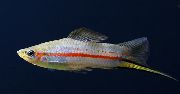 ზოლიანი თევზი ყვითელი Swordtail (Xiphophorus clemenciae) ფოტო