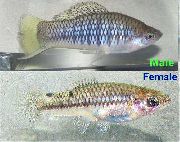 aquarium fish Cortez s Swordtail Xiphophorus cortezi striped