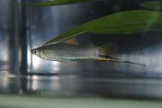 მწვანე თევზი Xiphophorus სიგნალი (Xiphophorus signum) ფოტო