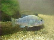 Ljusblå Fisk Cyprinodon  foto