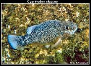 taškuotas Žuvis Cyprinodon  nuotrauka