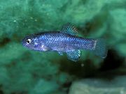 Blå Fisk Cyprinodon  foto