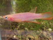 Рожевий Риба Епіплатіс (Африканські Щучкі) (Epiplatys) фото