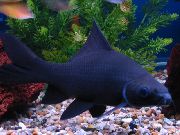 Noir poisson Black Shark (Labeo chrysophekadion, Morulius chrysophekadion) photo