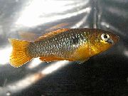 geltonas Žuvis Garmanella Pulchra  nuotrauka