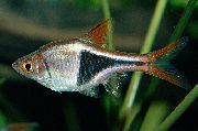 Silber Fisch Keilfleckbärbling (Rasbora heteromorpha, Trigonostigma heteromorpha) foto
