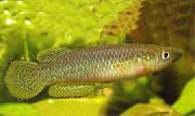 Jaune poisson Pachypanchax  photo