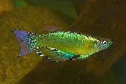 Modro-Zeleno Procatopus zelen Ribe