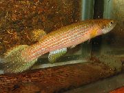斑 鱼 Rivulus  照片
