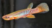 Bunt Fisch Rivulus  foto