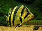 aquarium fish Tiger perch Datnioides, Coius striped
