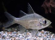 aquarium fish Giant Glassfish Parambassis gulliveri silver