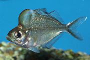 Doorzichtig Vis Humphead Glassfish (Parambassis pulcinella) foto